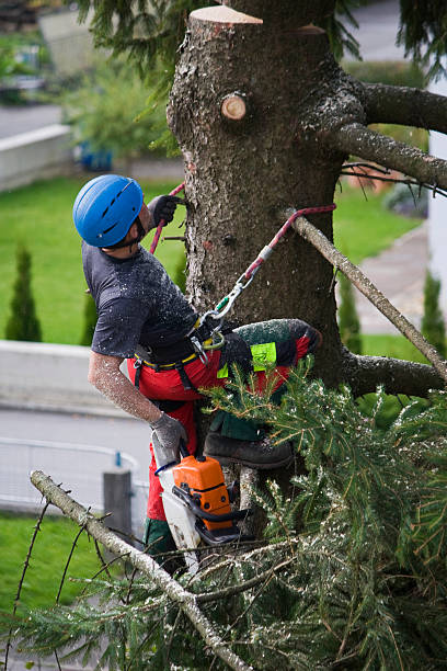 Best Arborist Consultation Services  in Maunawili, HI